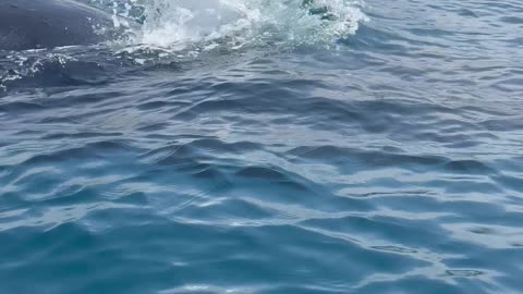 Kayaker Encounter With Pod Of Humpback Whales