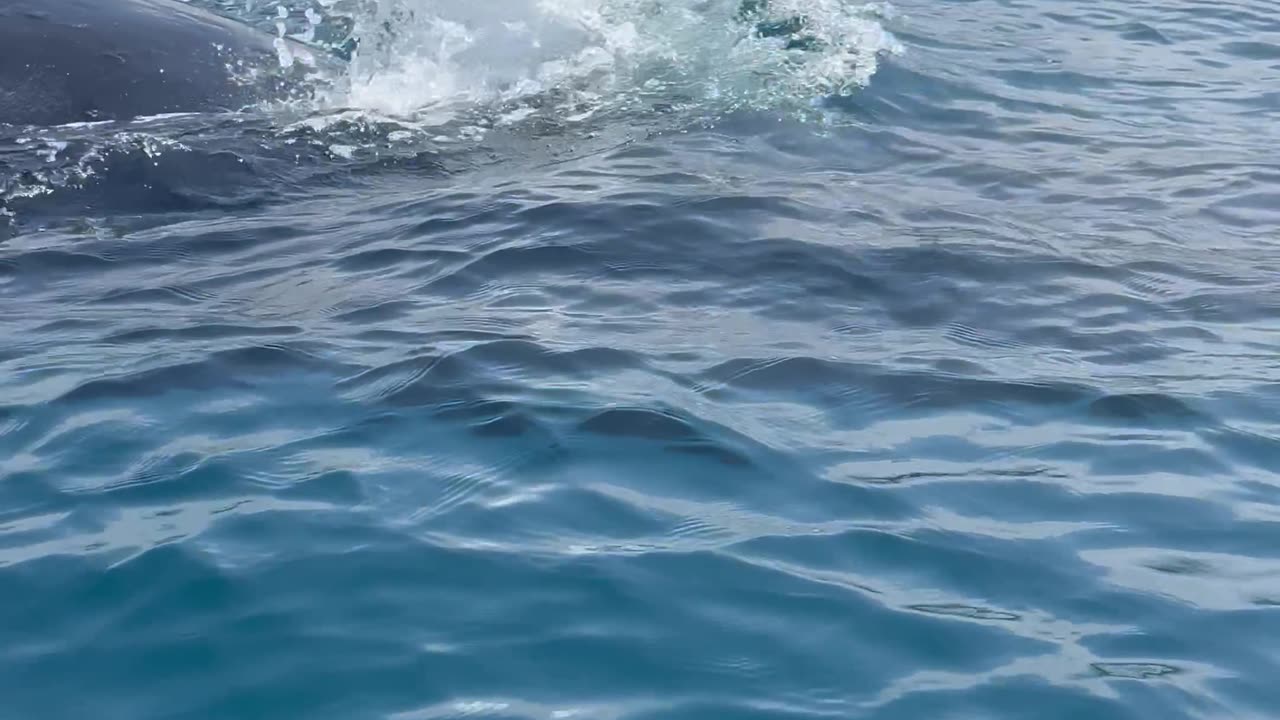 Kayaker Encounter With Pod Of Humpback Whales