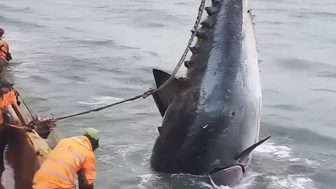 Deep-Sea Tuna Fishing