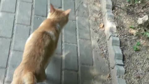 Obvious attempt at insurance fraud caught on camera!