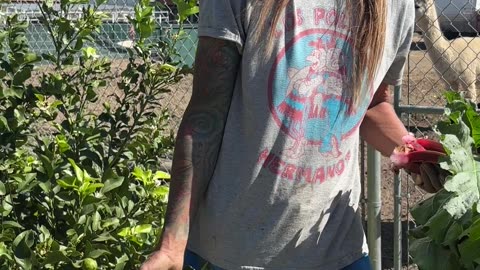 DIY Fire Cider with horseradish, hot peppers, comfrey, and more