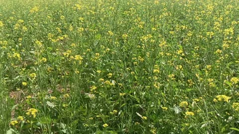 Crops
