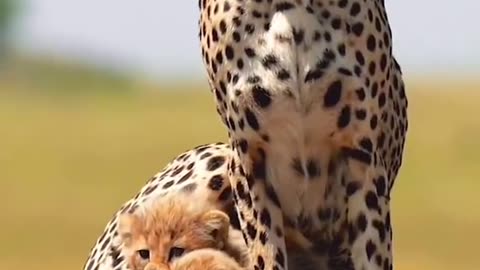 Wonderful World 😼🐅