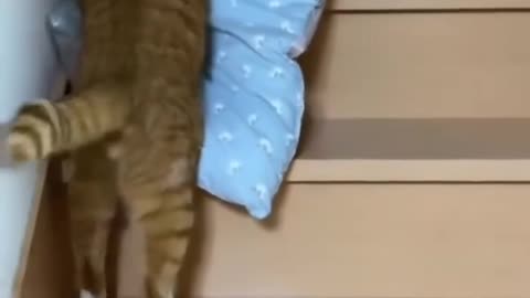 Cat core #funnyvideo