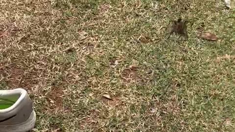 Spider Hiding in Sneaker