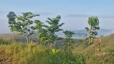 🌿 Mindanao Morning Fog – Life in the Bukid 🌿