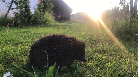 Creation of God - hedgehog