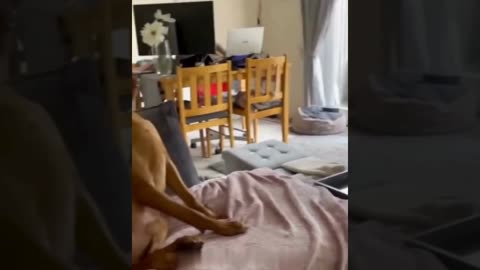 A selection of funny moments with animal #34