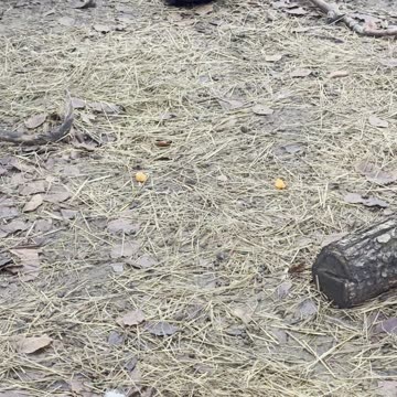 Bunny Sniffing EVERYTHING 😂 (Funny Rabbit Moments)