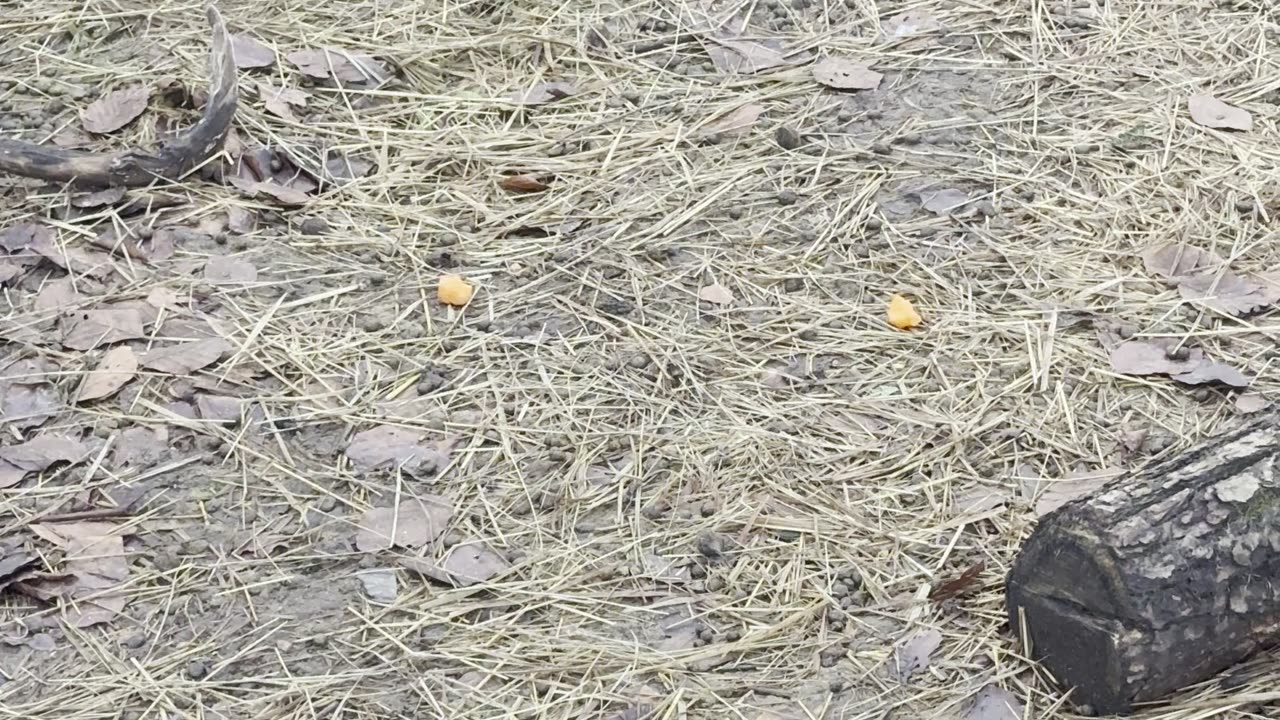 Bunny Sniffing EVERYTHING 😂 (Funny Rabbit Moments)