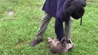 Man found and rescued a baby raccoon stuck in the wall