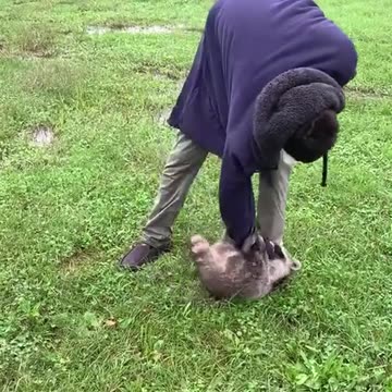 Man found and rescued a baby raccoon stuck in the wall