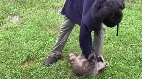 Man found and rescued a baby raccoon stuck in the wall