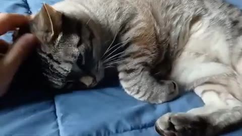 When Petting Feels Like Holy TM: Ultra Relaxed Cat Edition