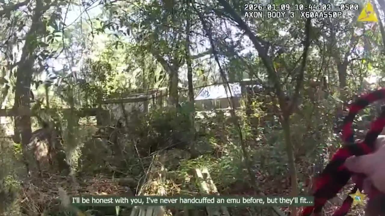 EMU ARRESTED! Florida Sheriff Wrangles Runaway Big Bird with Lasso, Handcuffs