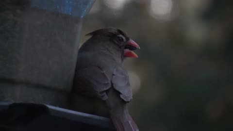 Female Cardinal