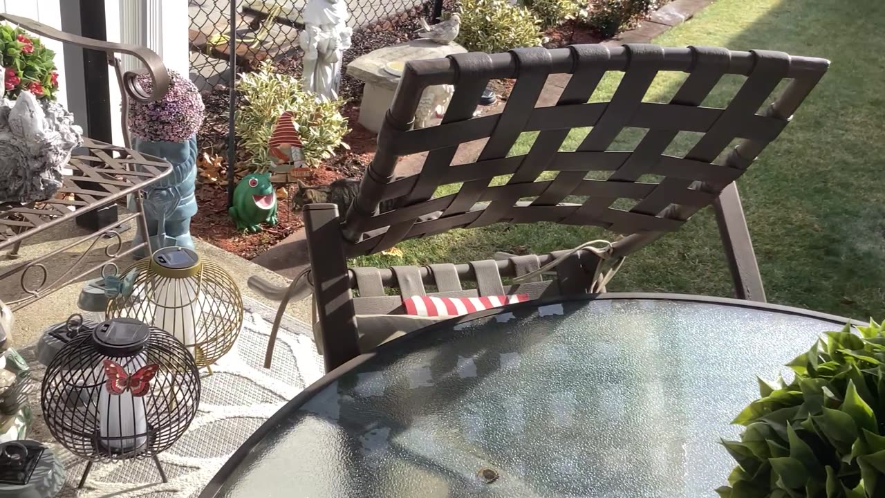 Cat in the backyard.