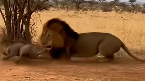Warthog Standing With Lions, Comedy Scene