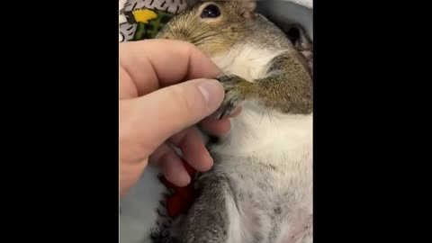 A squirrel and a man who became friends.