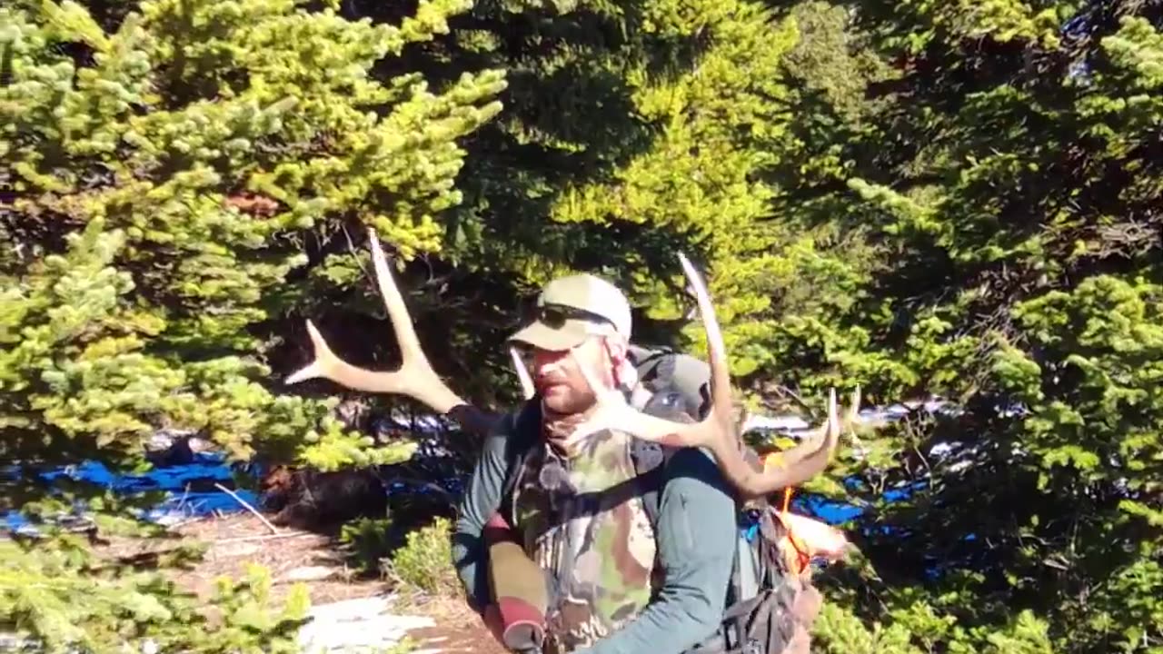 Huge Wyoming Bull Elk!