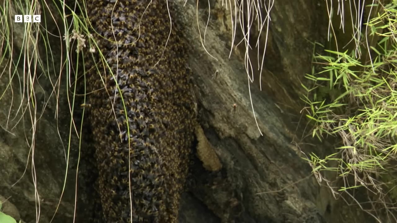 Animals cast midle 3.:38