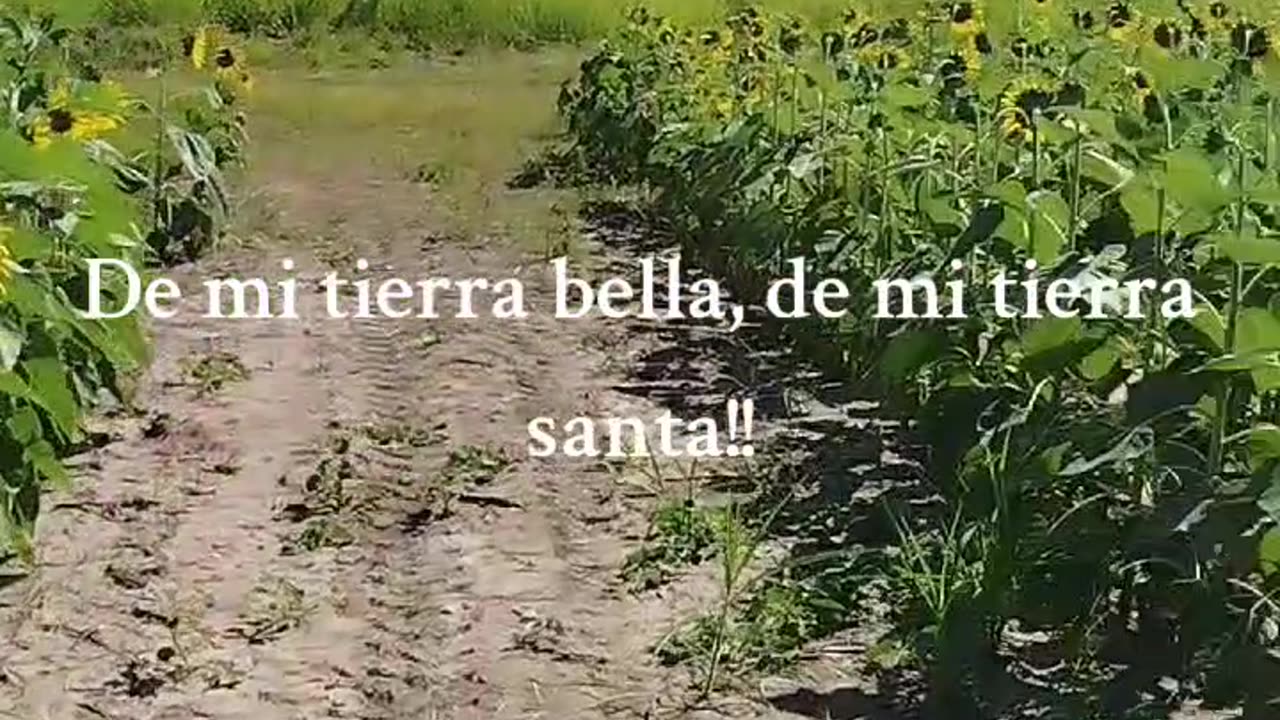 Tierra de Girasoles. Turen Portuguesa Venezuela