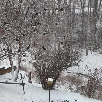 Beautiful birds in the snowy day