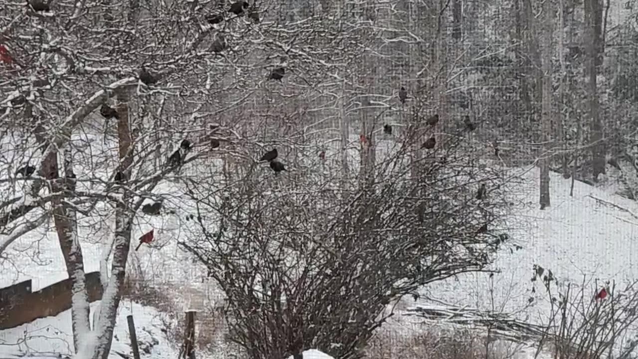 Beautiful birds in the snowy day