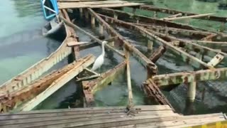 Deterioro de pasarela de madera en Islas del Rosario