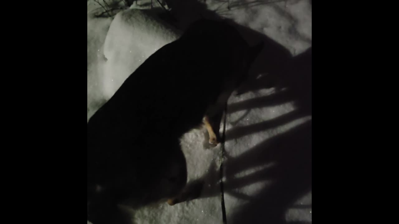 Virgil german shepherd.