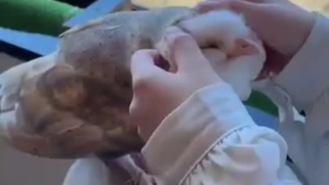 Barn owl enjoying some affection