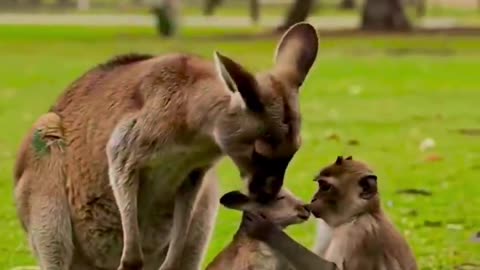 Monkey Saves Kangaroo Mom – Unbelievable Animal Rescue Moment!