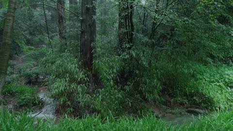 The streams and rain in the valley