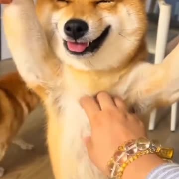 try not to laugh🤣🤣