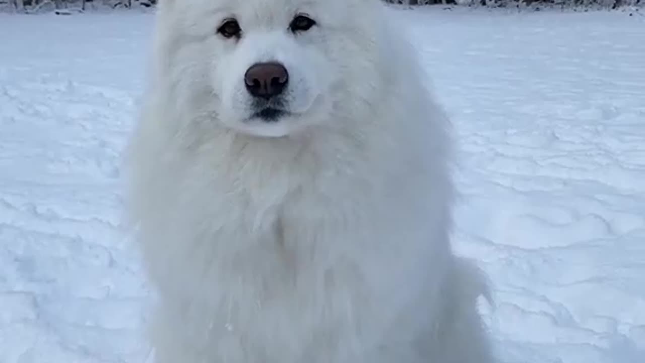 Whimsical World of Funny Samoyed