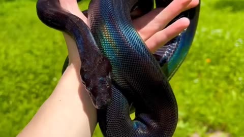 "Snakes Like You've Never Seen Them Before!"