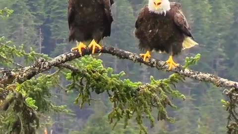 Top 5 Largest Eagles in the World You Need to Know