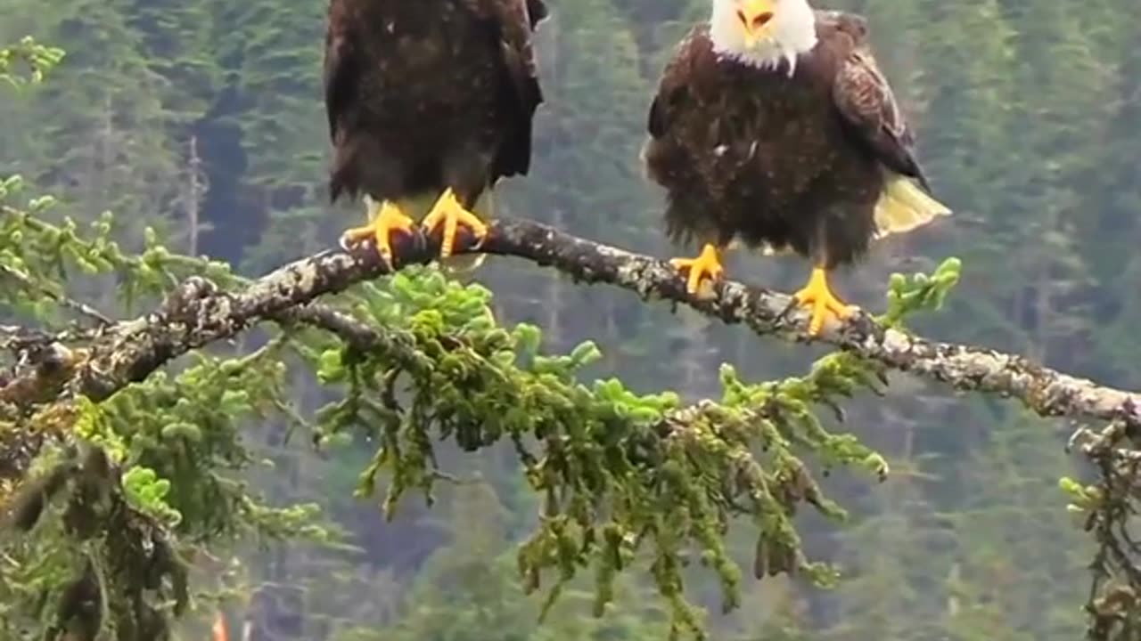 Top 5 Largest Eagles in the World You Need to Know