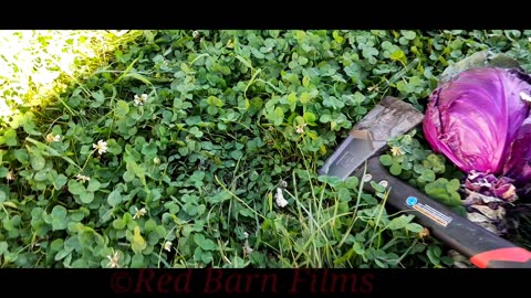 Chopping cabbage