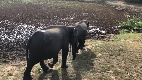 Srilankan Elephants Fighting