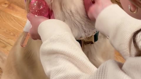 Golden Retriever's Spa Day Face Massage