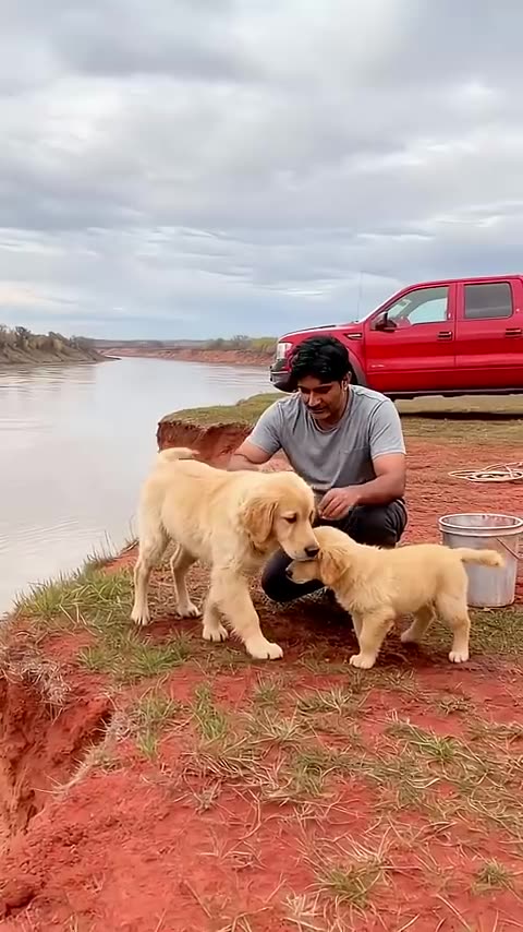 Golden Retriever Leads Fisherman — Saves Pup from Crocodile