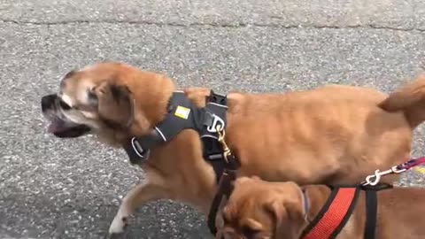 Puppy in Charge: Adorable Pugalier Takes His Big Brother for a Walk