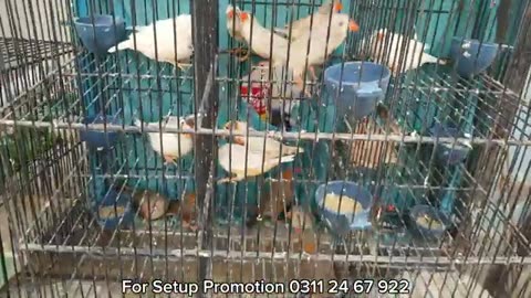 Survey at karachi birds market 16/11/25