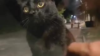 😂💥 You Won't Believe What's Happening in the Animal Kingdom! | FunFM