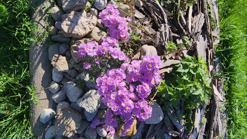 Easter Egg Purple Dianthus gets busy with Bees