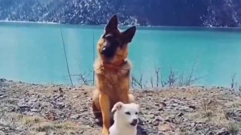 "My two beloved dogs in the mountains."
