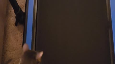 Curious Cat Tries the Treadmill