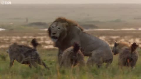 Lion Trapped by Clan of Hyenas Dynasties BBC Earth - BBC Earth