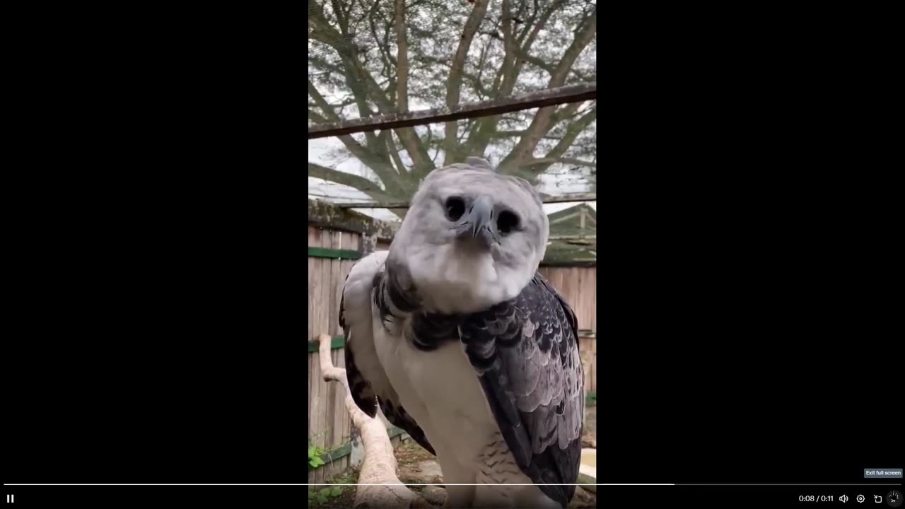 Freaky huh! Can everybody just look at this Harpy Eagle 11 sec clip